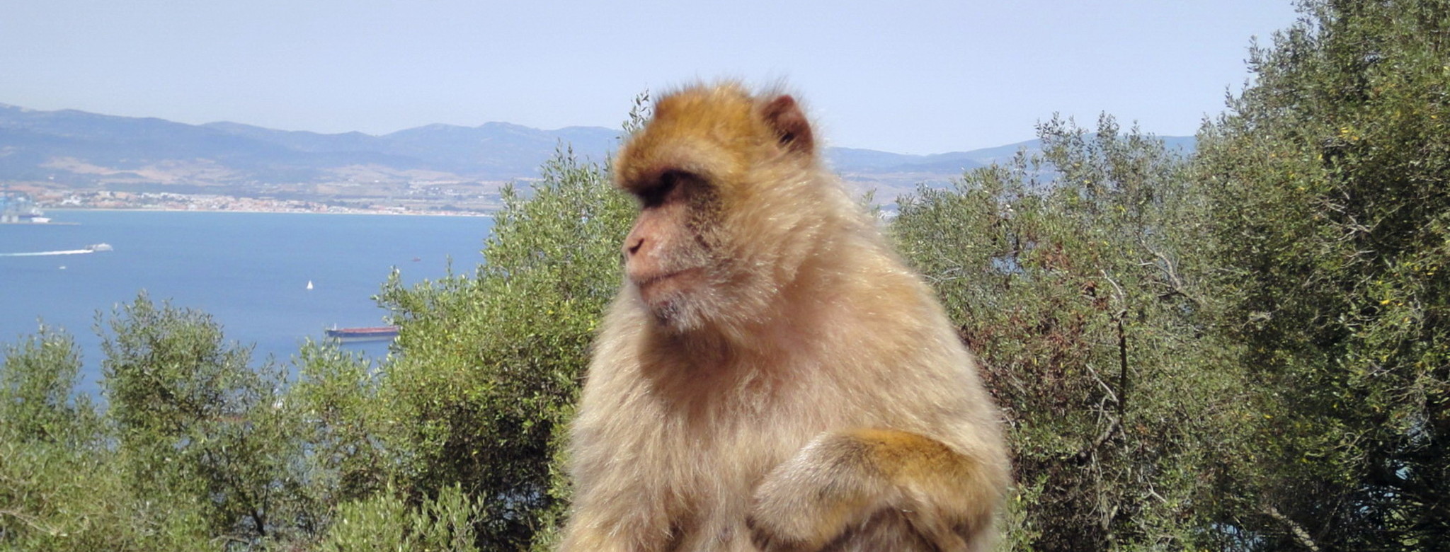 Affenfelsen in Gibraltar.